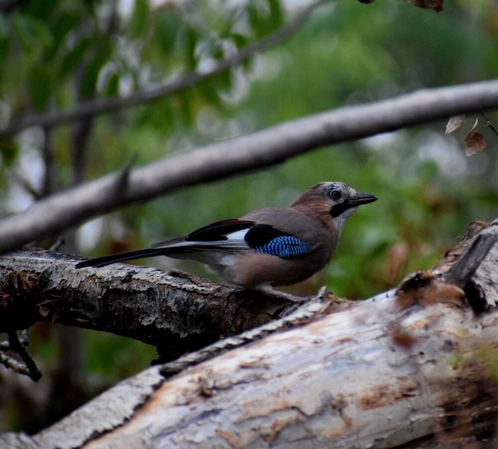 Jay in action (3)