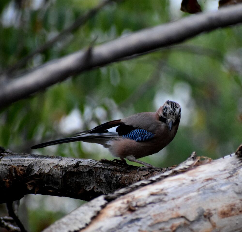 Jay in action (4)