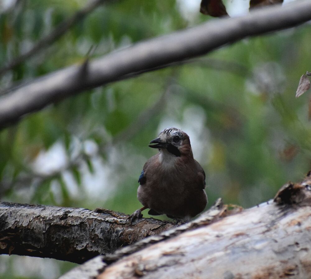 Jay in action (5)