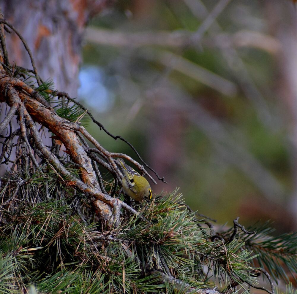 The Goldcrest bird (2)