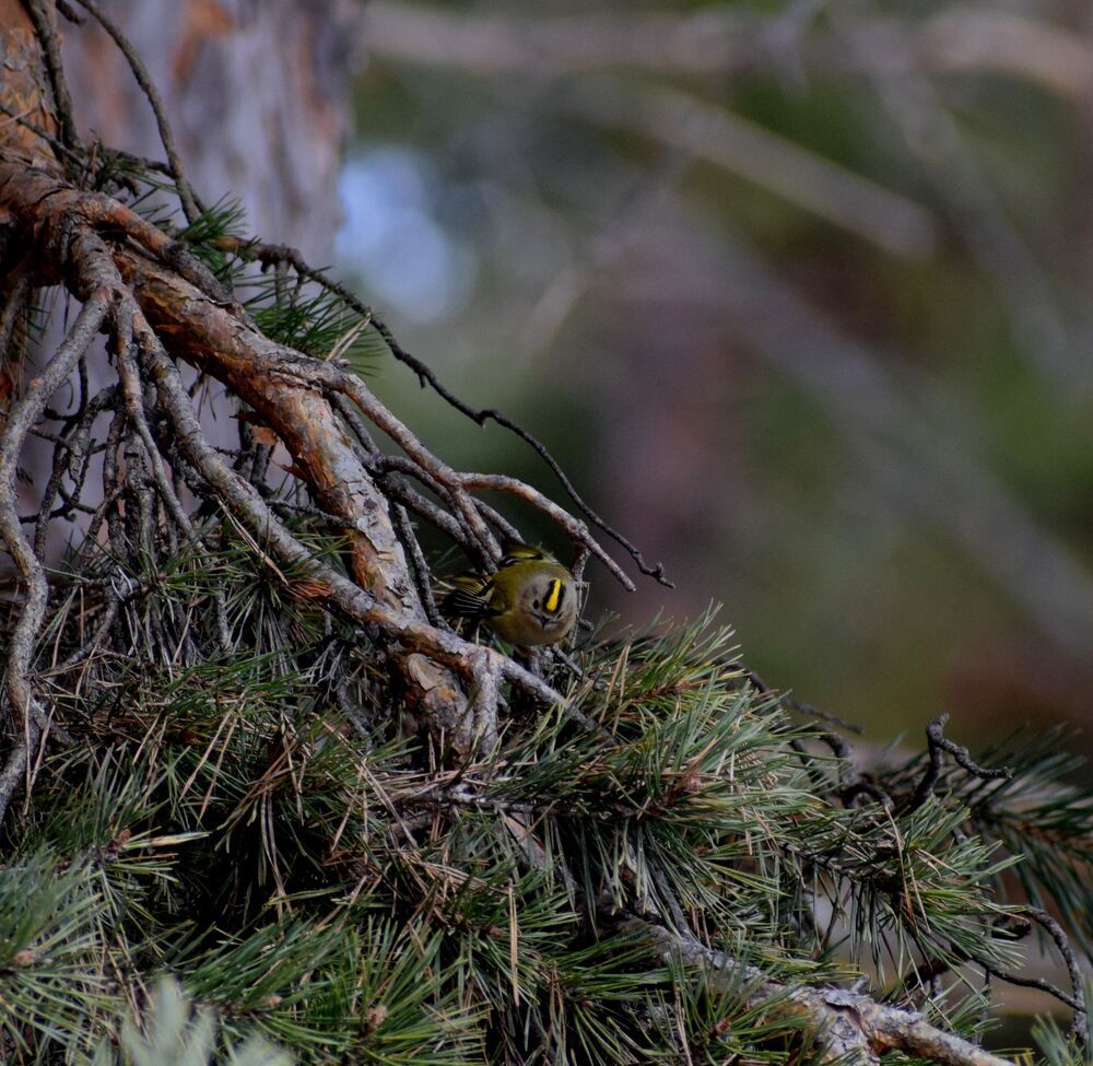 The Goldcrest bird (3)