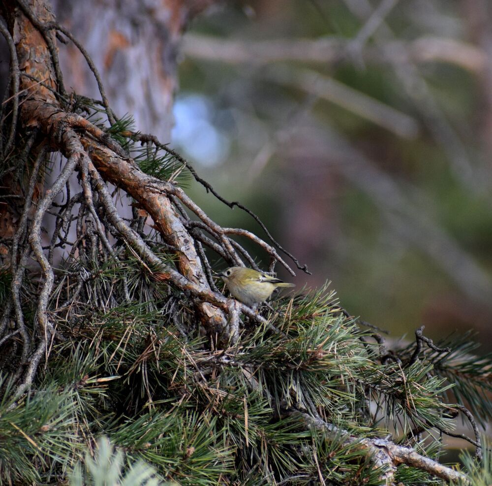 The Goldcrest bird (4)