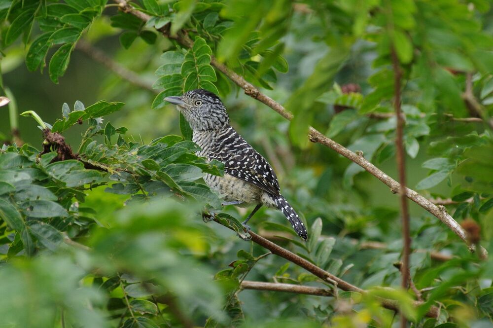 Fasciated Antshrike male (2)