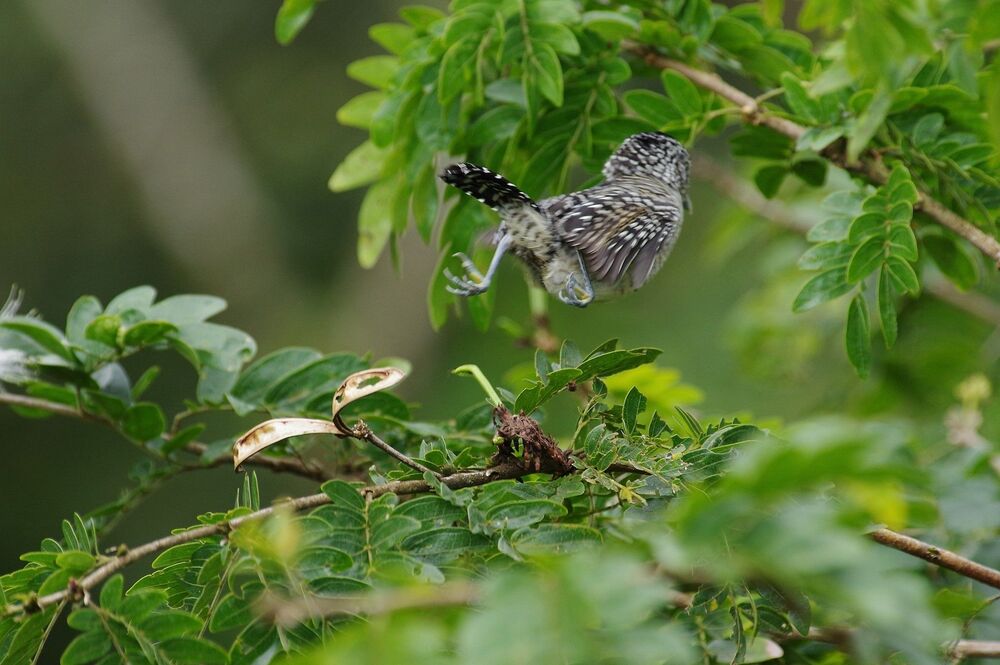 Fasciated Antshrike male (3)