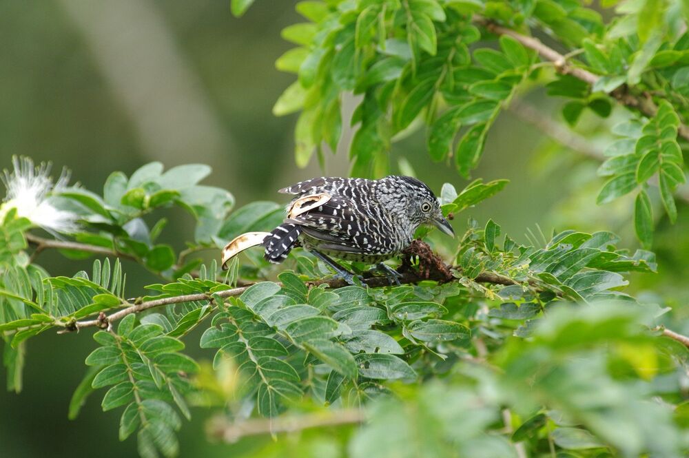 Fasciated Antshrike male (4)