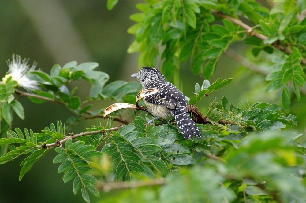 Fasciated Antshrike male (5)