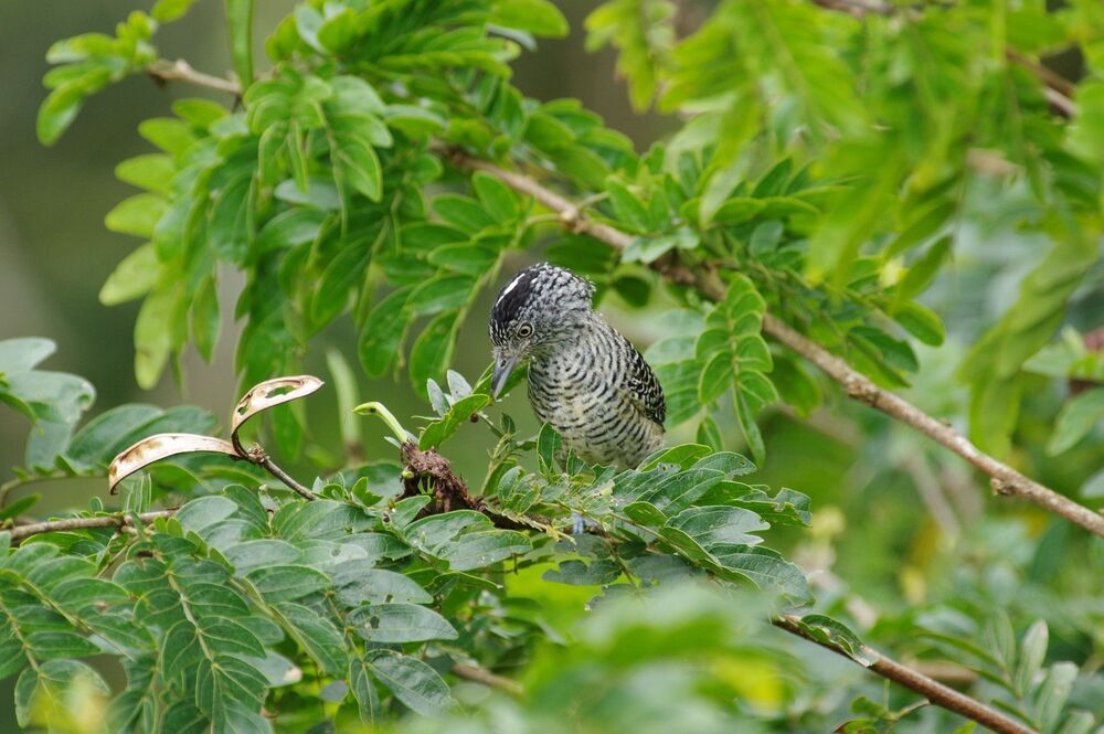Fasciated Antshrike male (6)