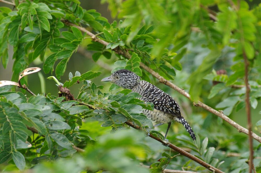 Fasciated Antshrike male (7)
