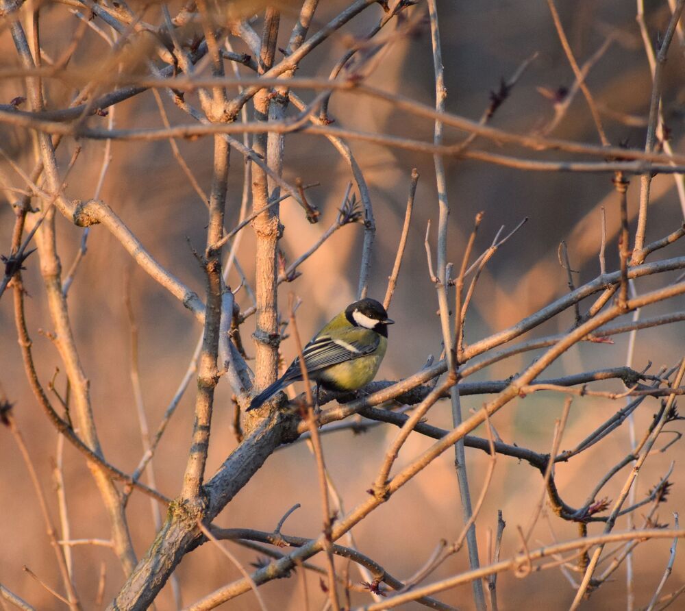 Tit portrait  at sunset (2)