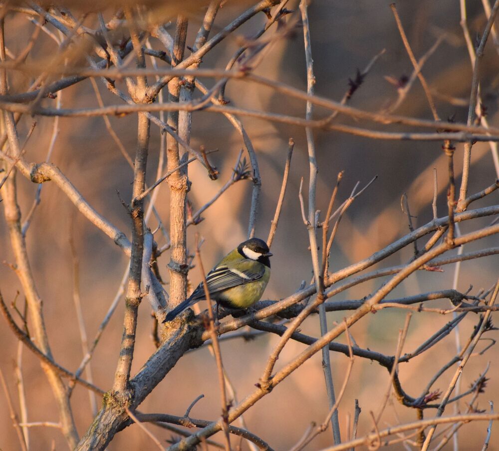 Tit portrait  at sunset (3)