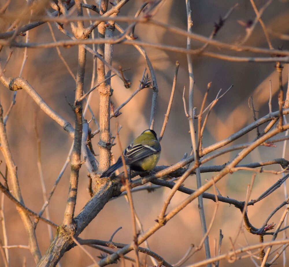 Tit portrait  at sunset (4)