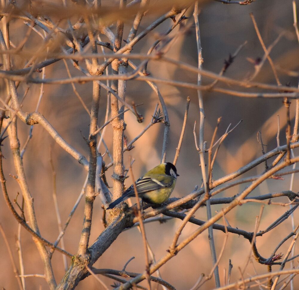 Tit portrait  at sunset (5)