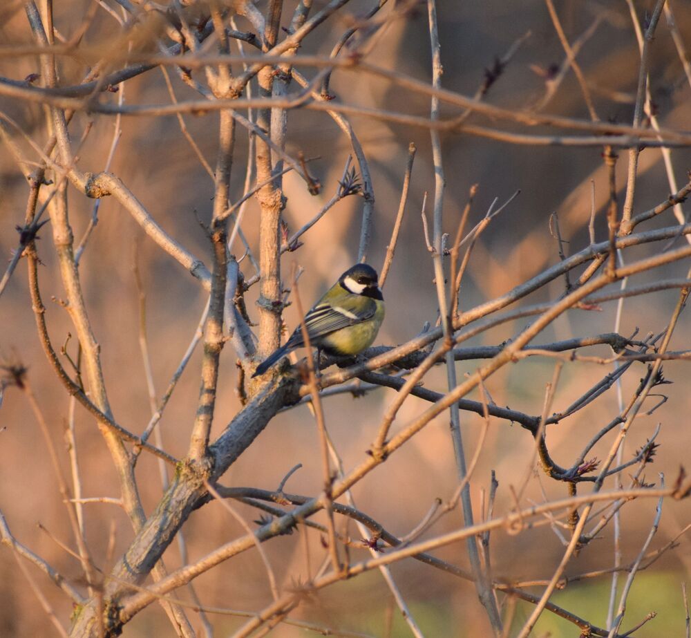 Tit portrait  at sunset (6)