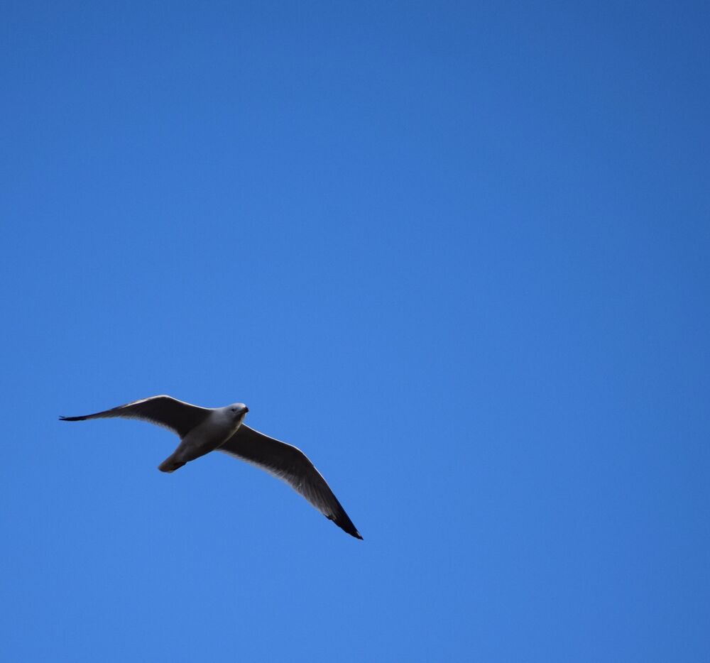 Seagull in flight (2)