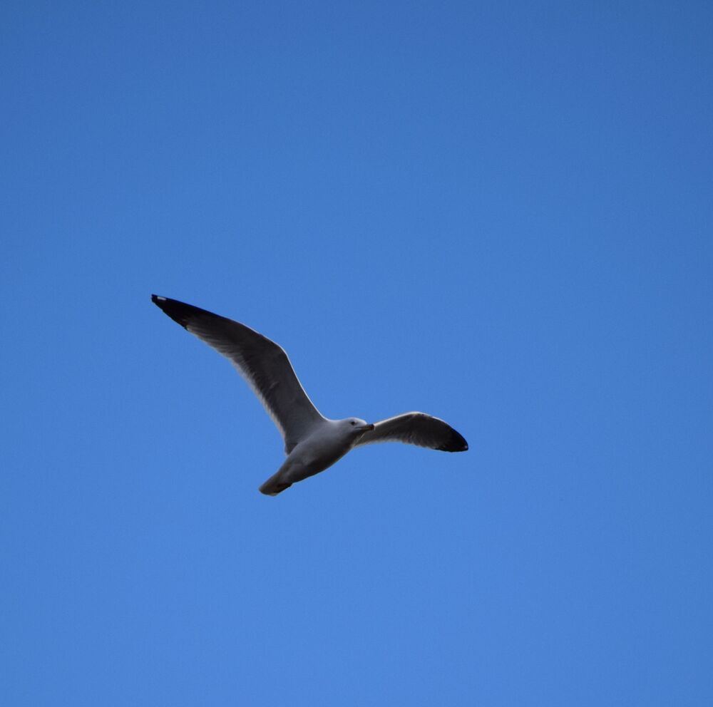 Seagull in flight (3)
