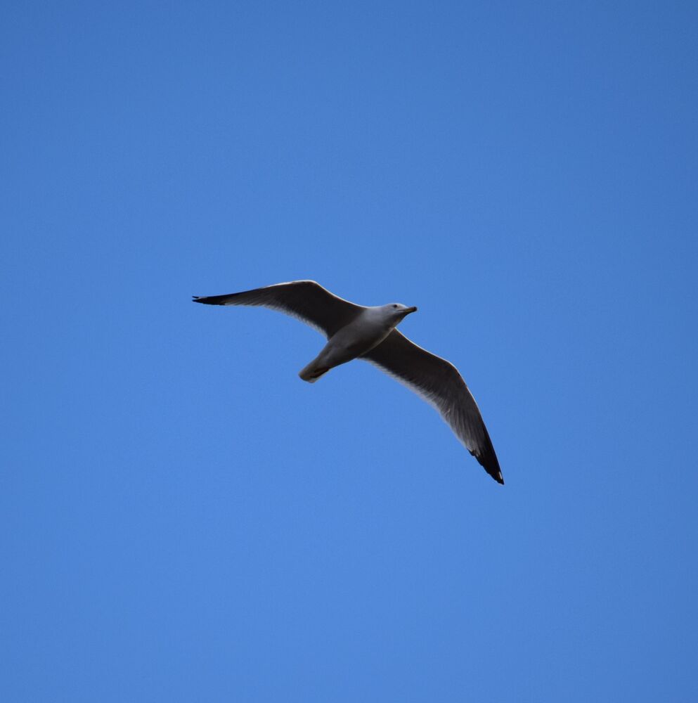 Seagull in flight (4)