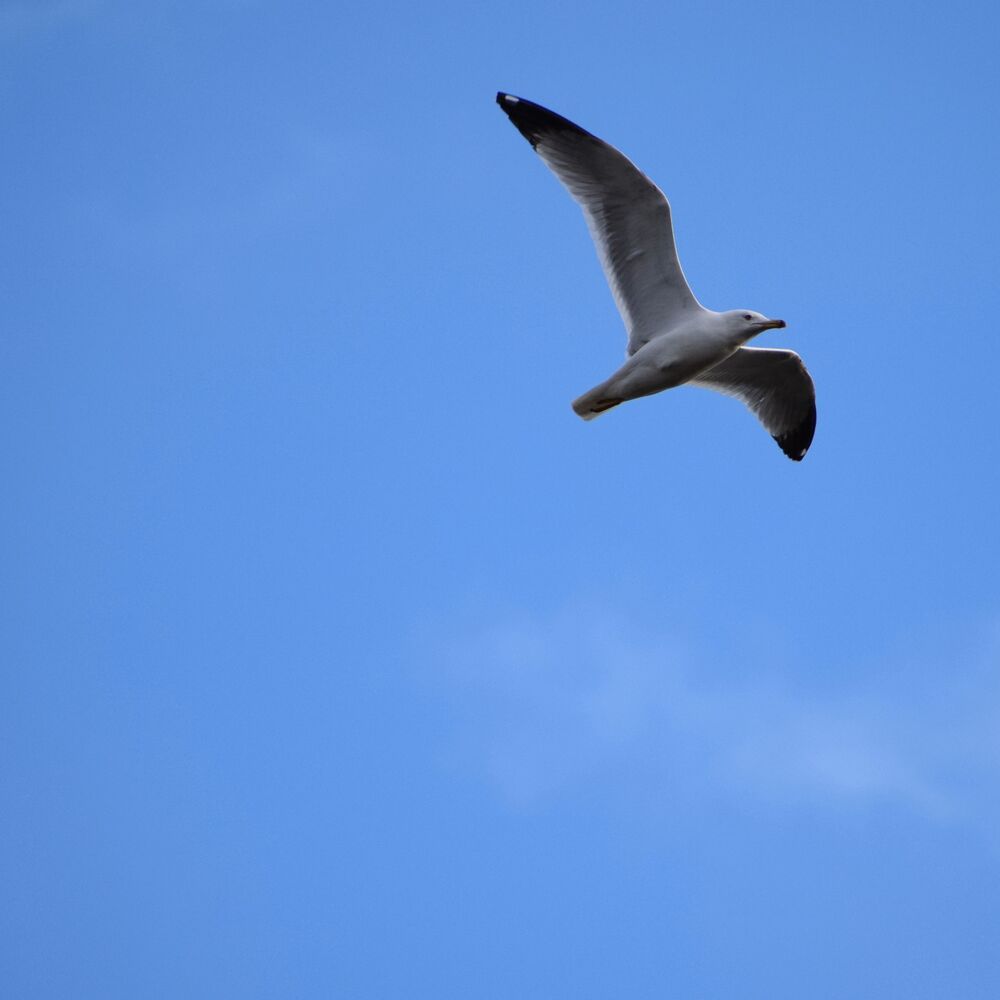 Seagull in flight (5)