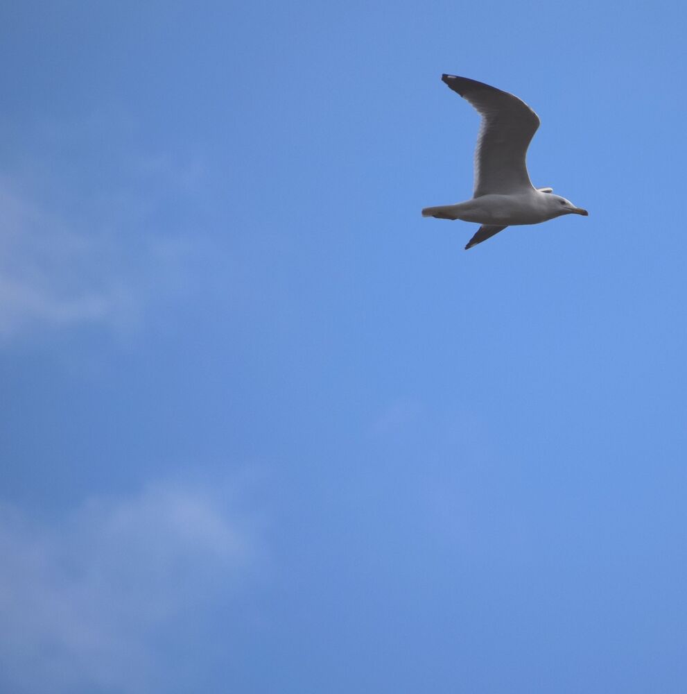 Seagull in flight (6)