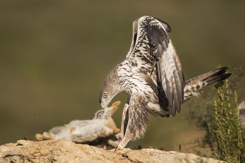 The Bonelli’S power (4)