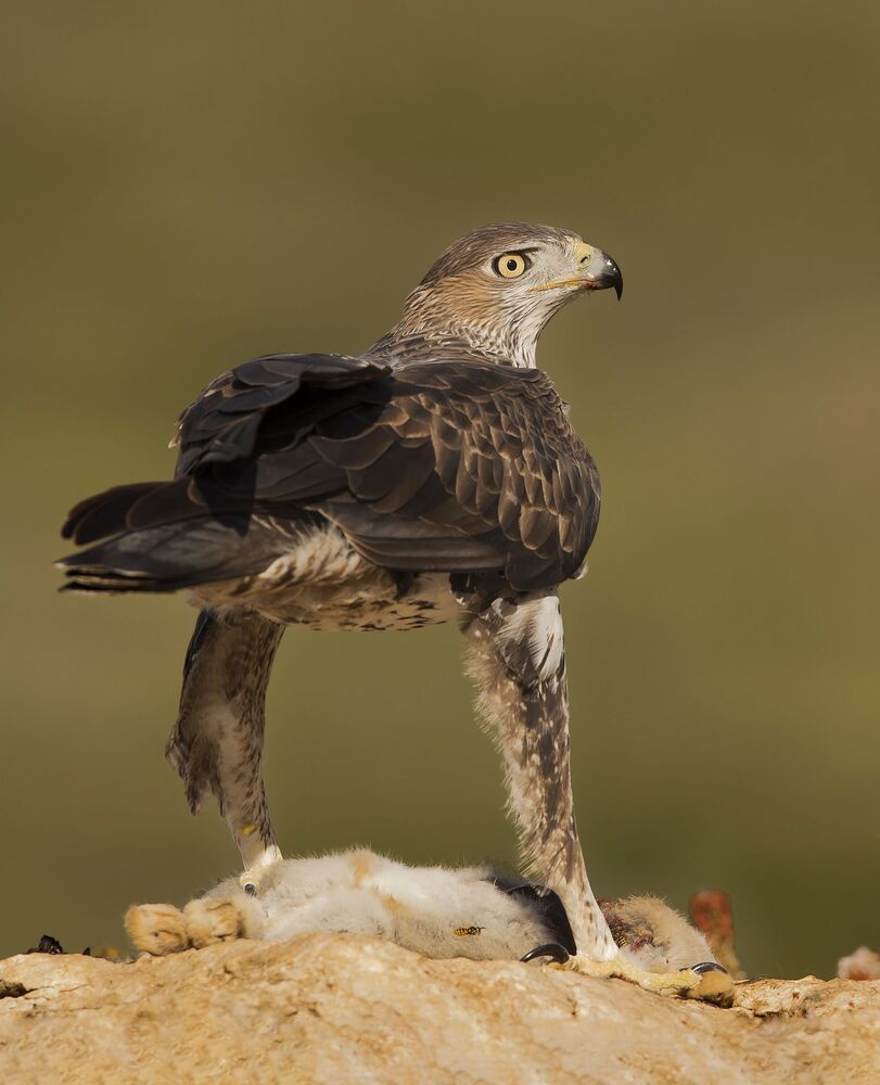 The Bonelli’S power (5)