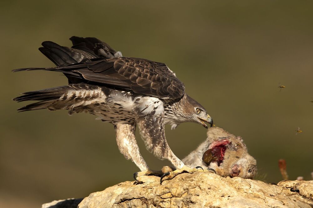 The Bonelli’S power (7)