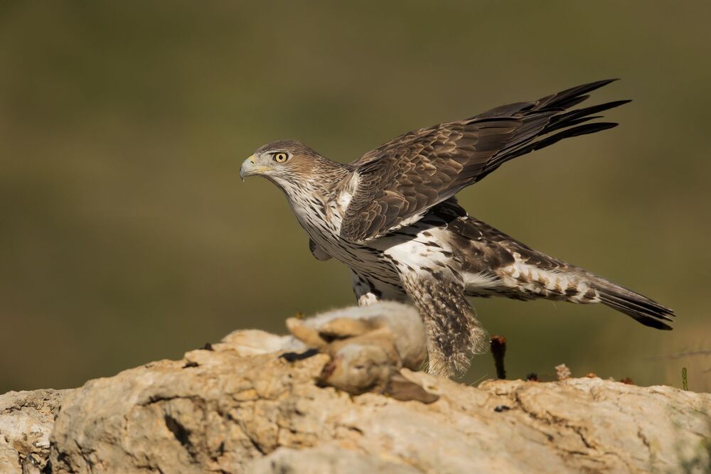 The Bonelli’S power (3)