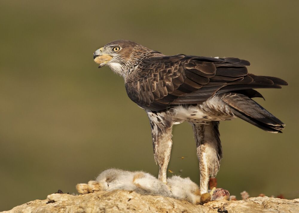The Bonelli’S power (6)