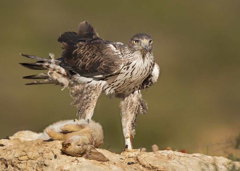 The Bonelli’S power (2)