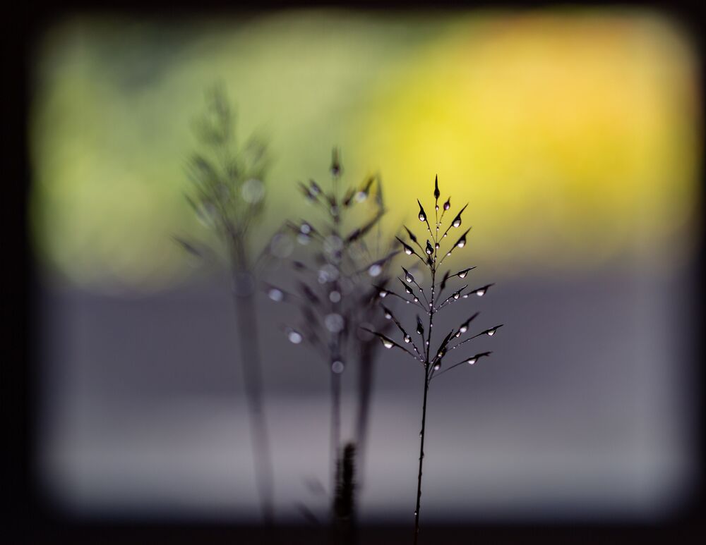 Green Grass of Home. (2)