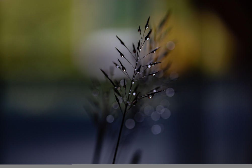 Green Grass of Home. (3)