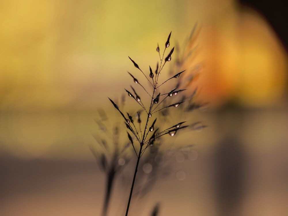 Green Grass of Home. (4)