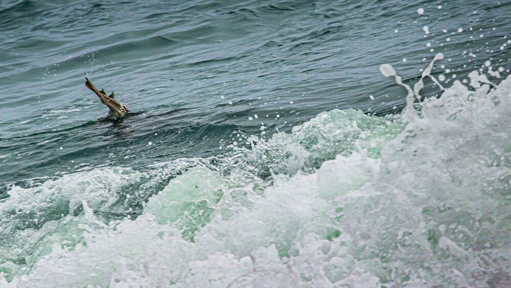 Photo #4362580 (5)