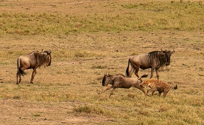 Hyena chasing baby Wildebeest (3)