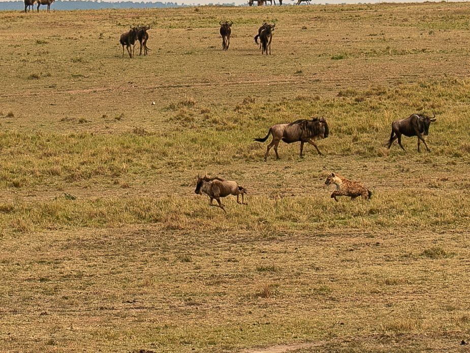Hyena chasing baby Wildebeest (4)