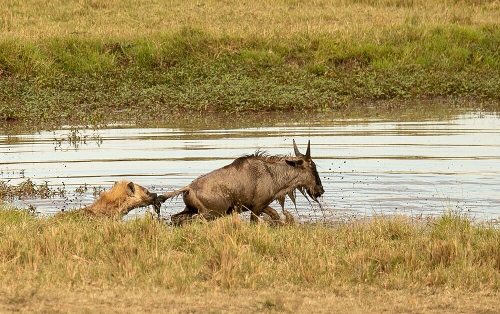 Hyena chasing baby Wildebeest (5)