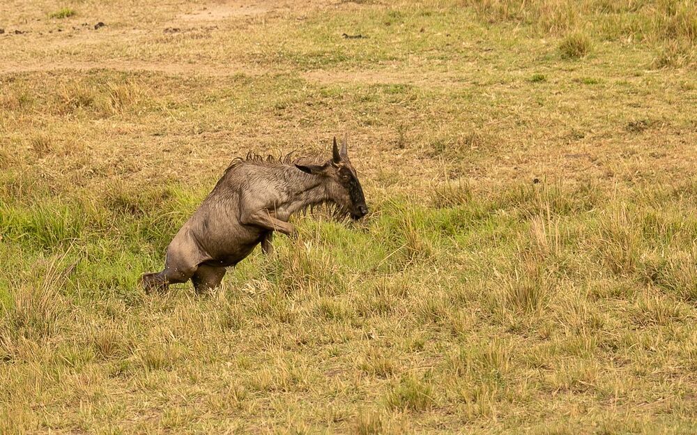 Hyena chasing baby Wildebeest (6)