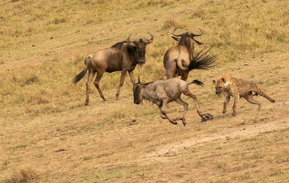 Hyena chasing baby Wildebeest (7)
