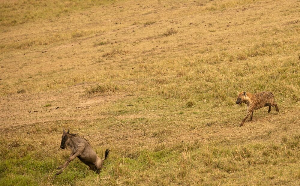 Hyena chasing baby Wildebeest (8)