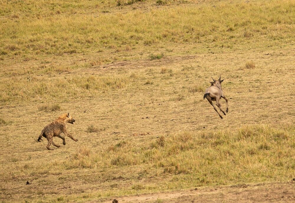 Hyena chasing baby Wildebeest (9)