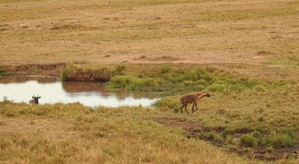 Hyena chasing baby Wildebeest (10)