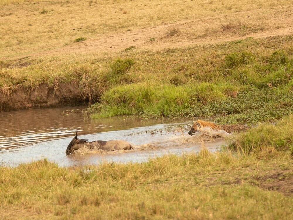 Hyena chasing baby Wildebeest (11)