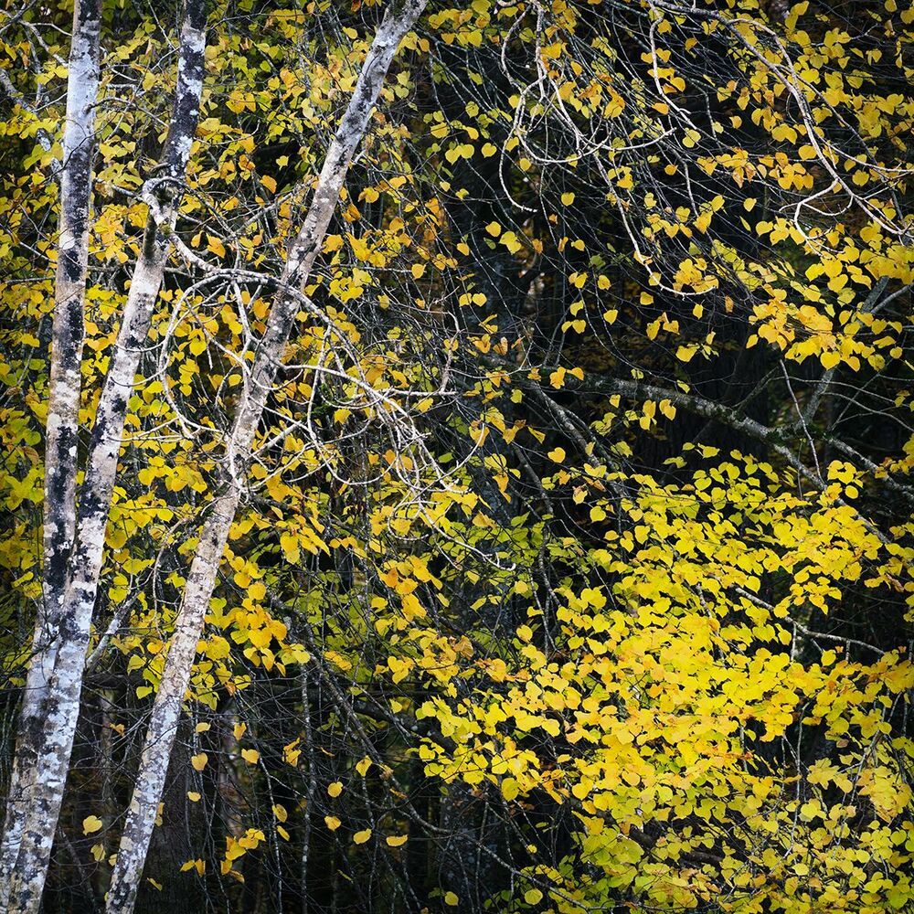 Осень (2)