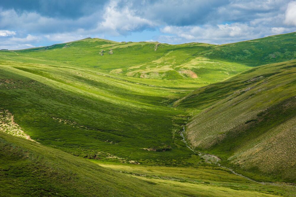 Зеленые холмы Алтая (3)