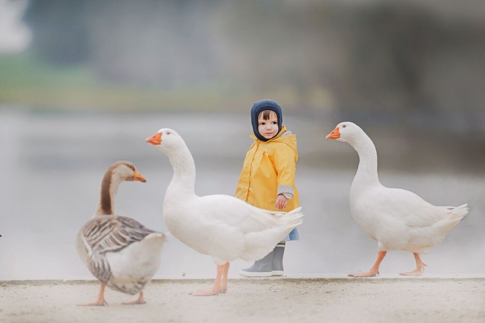 feeding the ducks (2)