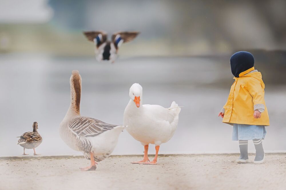 feeding the ducks (4)