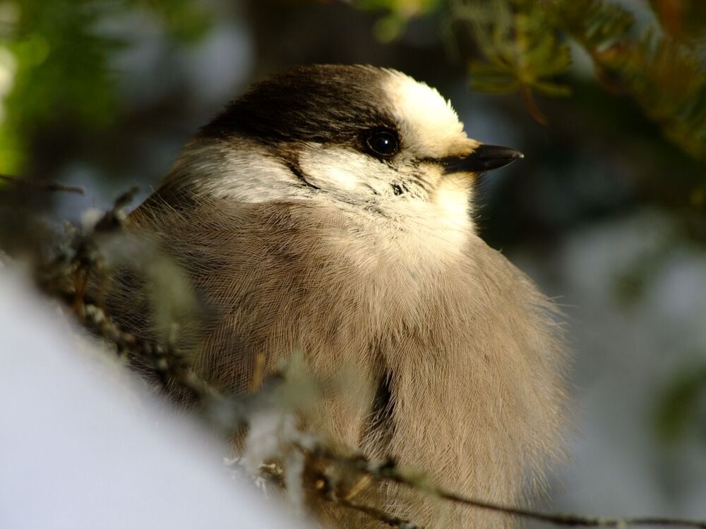 Photo #4591856 (4)