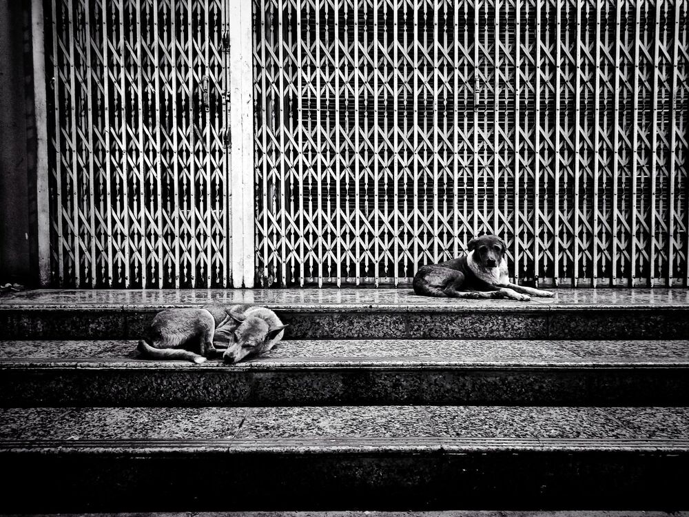 Dogs of Myanmar (2)