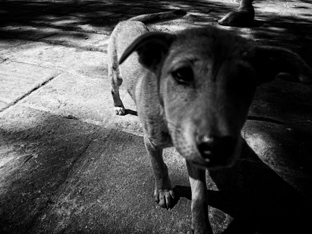 Dogs of Myanmar (4)