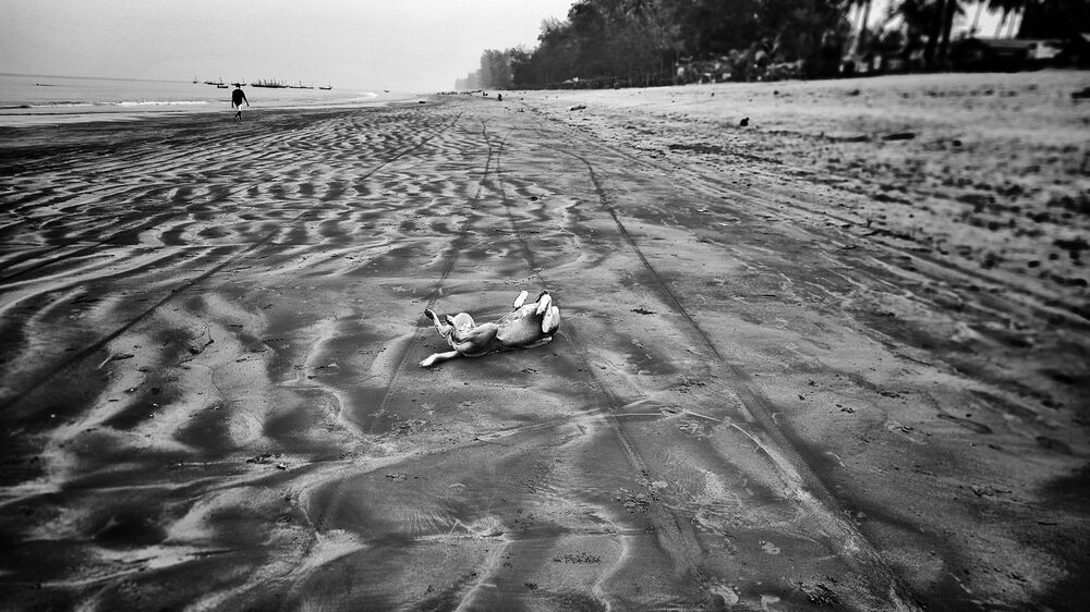Dogs of Myanmar (5)
