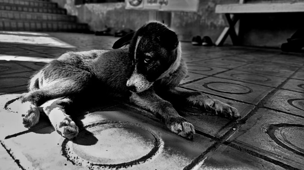 Dogs of Myanmar (6)